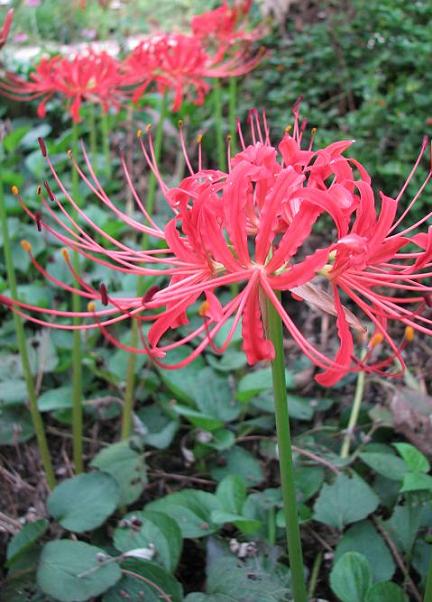 red spider lily