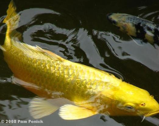 koi gold fish