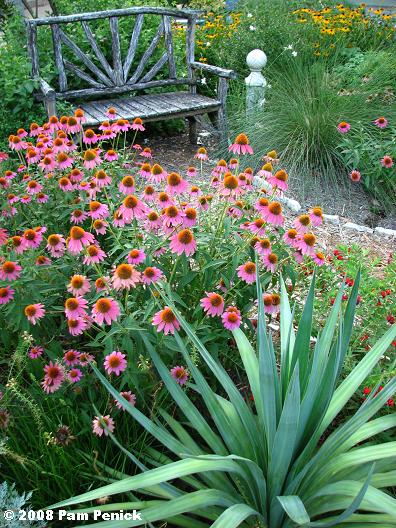 Sharp plants look sharp in summer Digging