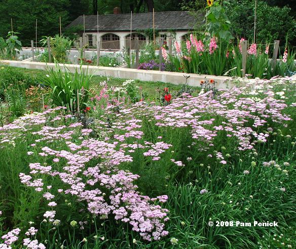 Pink%20yarrow.JPG