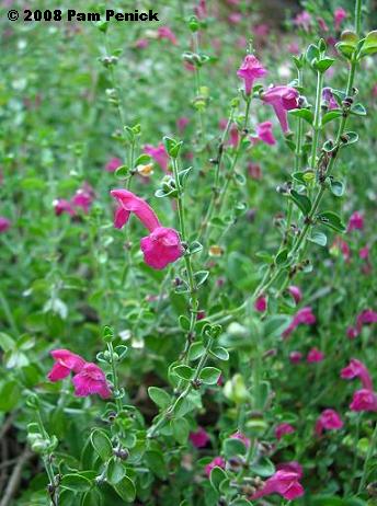 Perennial Flowers That Bloom All Summer