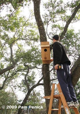 Screech Owl Nest Box Plans