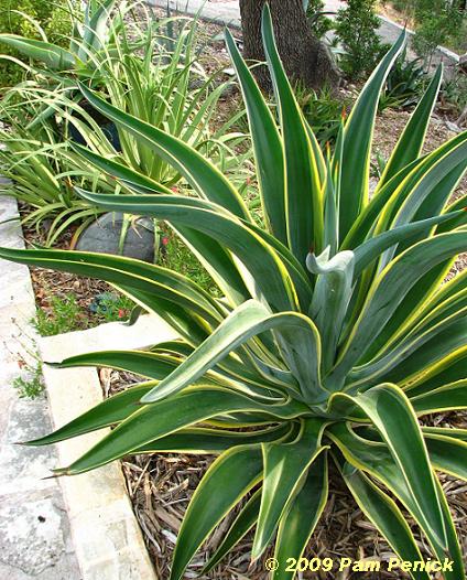 Agave%20desmettiana%20variegata%20&%20squid%20agave.JPG