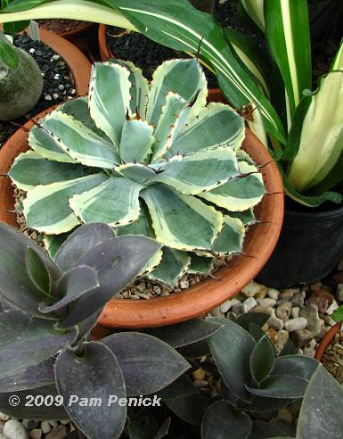 Potted%20agave.JPG