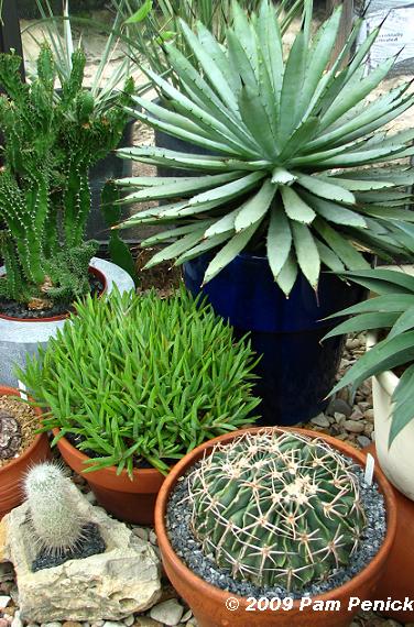 Potted%20agaves%20&%20cacti.JPG