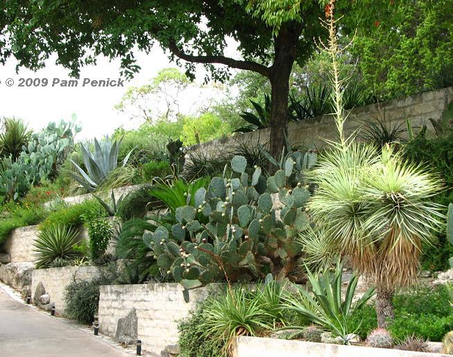 Succulent_cactus%20garden%20&%20retaining%20walls.JPG