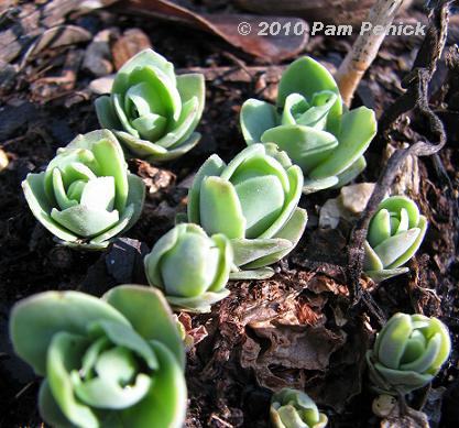 Sedum Autumn Joy. on the #39;Autumn Joy#39; sedum.