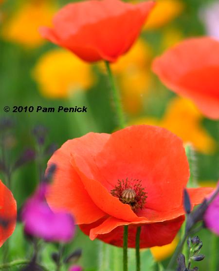 Corn Poppies