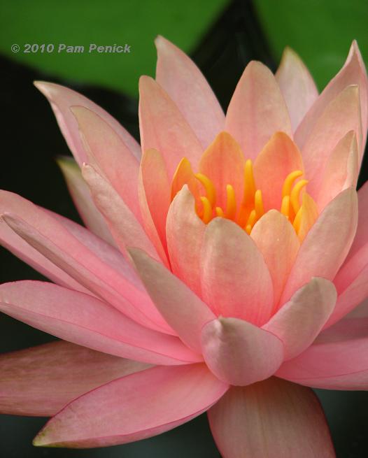 Water lilies & daylilies, the stars of early summer