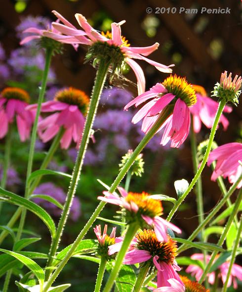 Coneflowers and critters