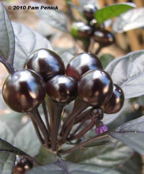 Fellow buccaneers, 'Black Pearl' ornamental pepper (Capsicum annuum 'Black 