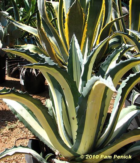 Agave_mediopicta_Alba.JPG