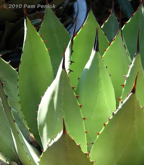 Agave_w_red_thorns.JPG