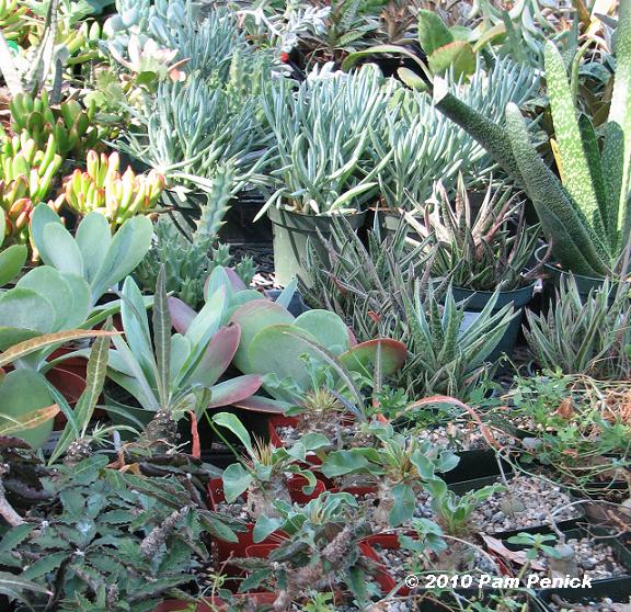 Cactus_&_succulent_table_2.JPG