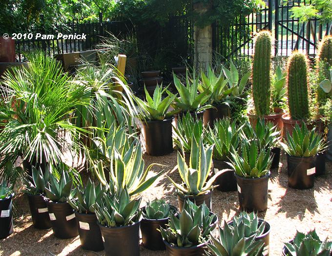 Palm_agaves_&_cacti.JPG