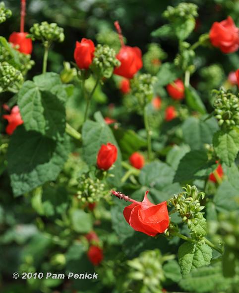 Turk Cap