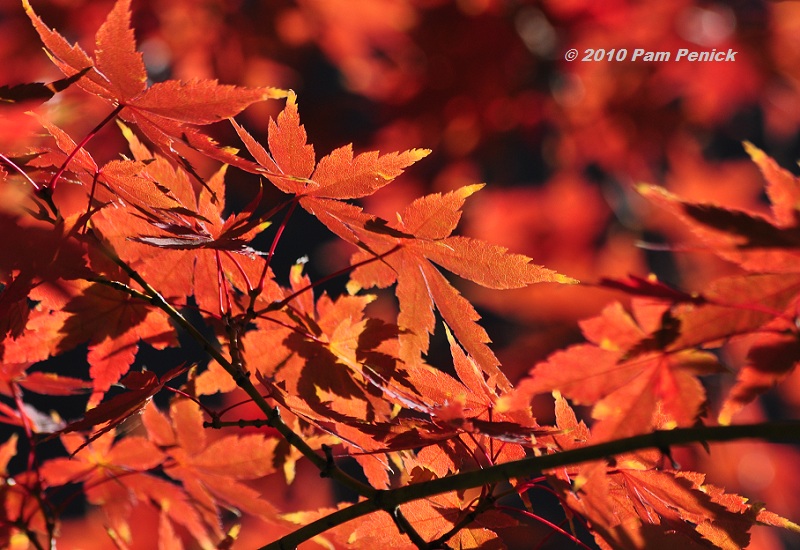 japanese maple tree types. My Japanese maple, a species