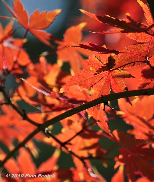 japanese maple dwarf varieties. japanese maple dwarf varieties