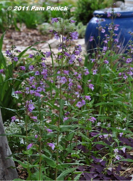 Plant This: Gulf Coast penstemon colors the shade garden