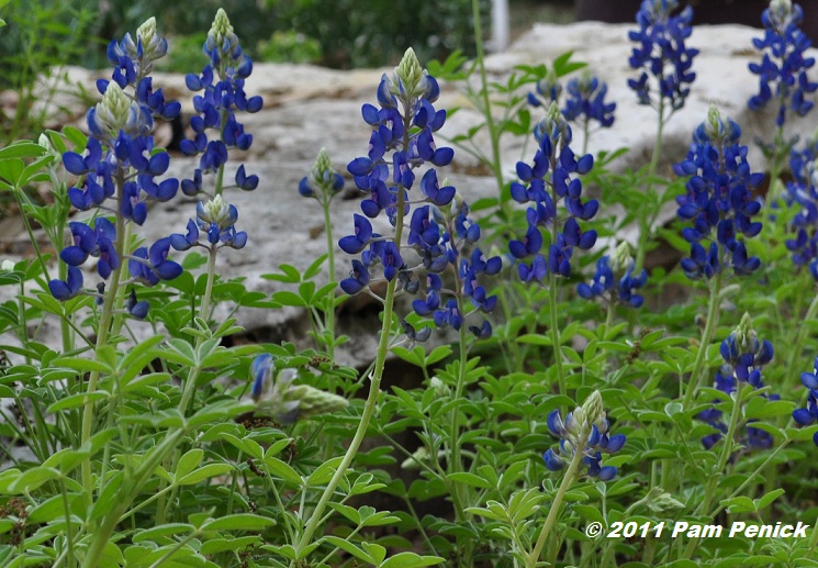 Bluebonnets, 'Chocolate Chips' & more in bloom