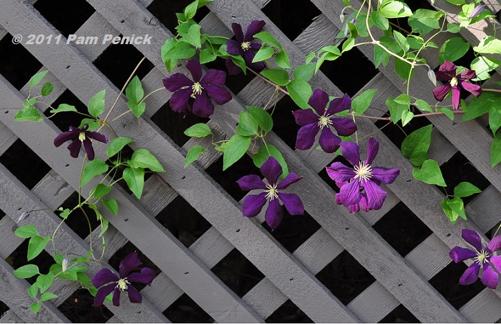 Clematis Shade