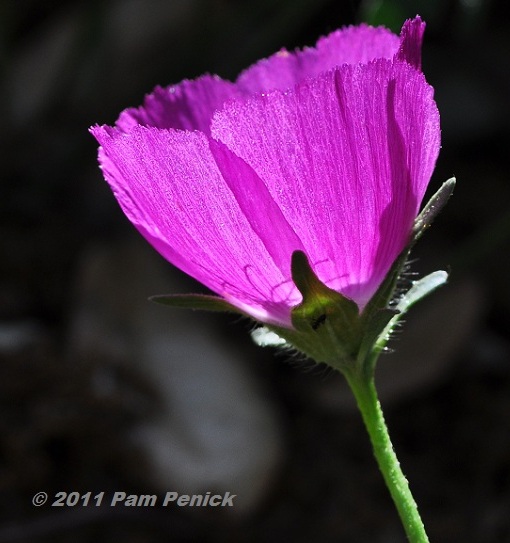 Raise a glass to winecup & other spring beauties