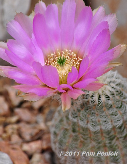 Going to extremes at the Wildflower Center