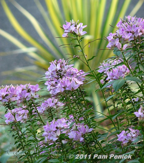 Top Landscape Plants for Garden Designers Roundtable