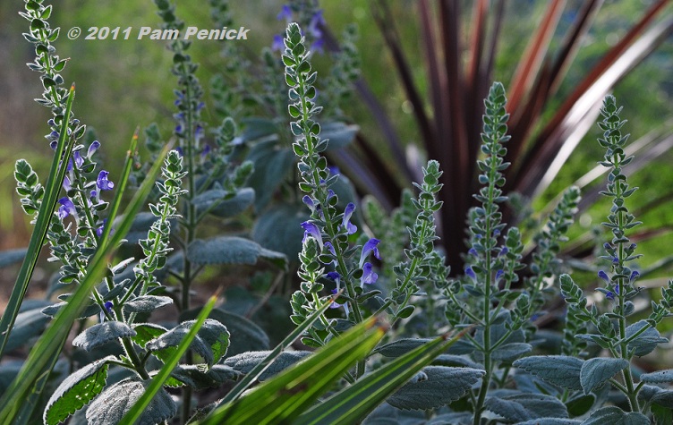 Plant This: Heartleaf skullcap