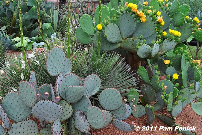 Dallas Open Days Tour 2011: Blue Lotus garden