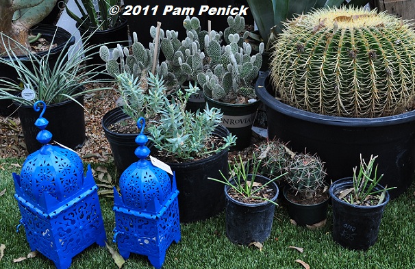 Blue_lanterns_&_cacti.JPG