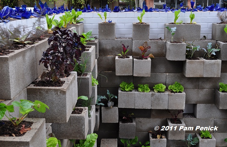 Edible wall! Cinderblock wall vegetable garden wows at Big Red Sun ...