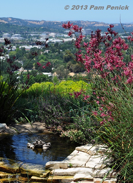  - Pond_Kangaroo_paws_View