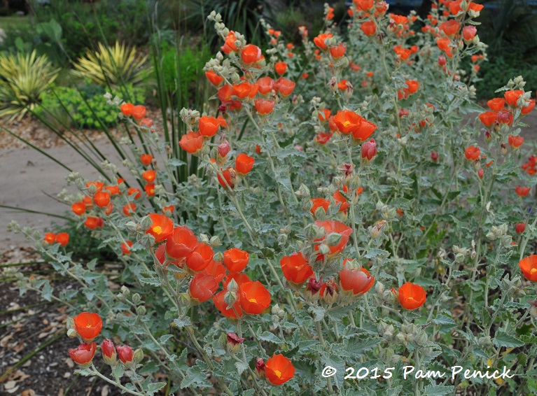 Plant This: Gray globemallow lights up the garden