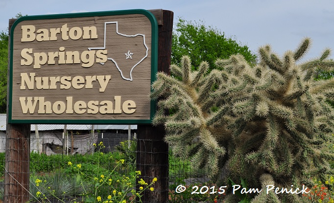 The yucca fields of Barton Springs Nursery Wholesale