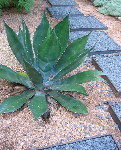 ديكورات خارجية بتجنن Agave & gravel stepping stones.JPG