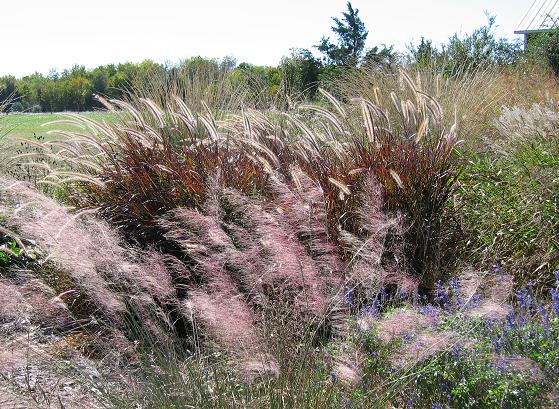 Grass Garden