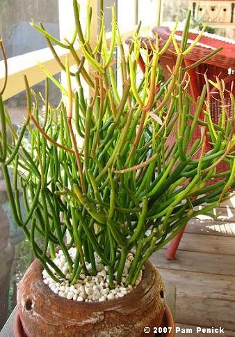 Plant This Noteworthy Pencil Tree Digging