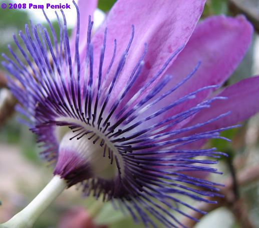 Purple passion flower - Digging
