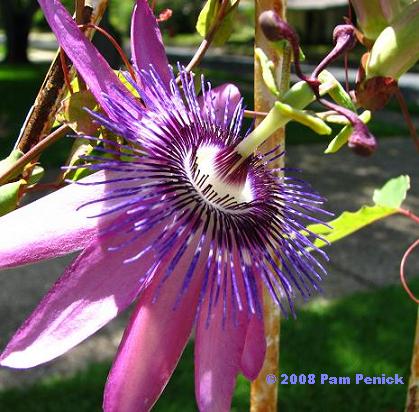 Speaking in public: a garden club talk