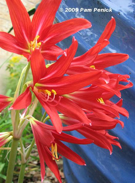 15 Blooming size Oxblood lily heirloom bulbs Red flowers