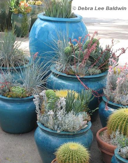 https://www.penick.net/digging/images/2010_04_12_Succulent_Cont_Gardens/1-021%20Denver%20light%20blue%20pots.jpg