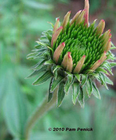 Time-lapse coneflower