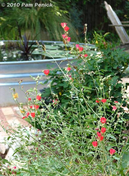 Plant This: Globemallow sizzles with electric color