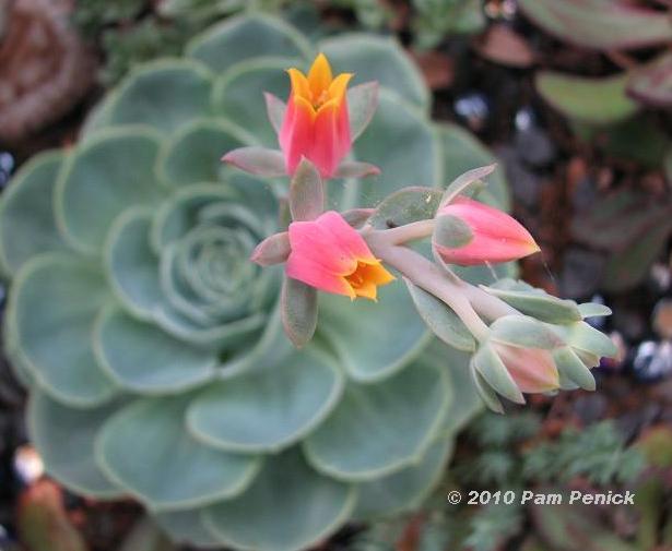 Conga line flowers get up & dance!