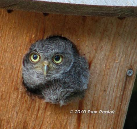 We have owlets!