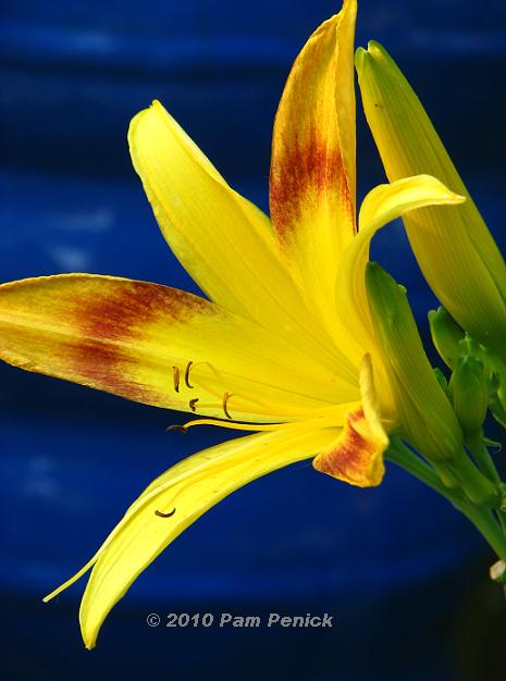 Daylily sunshine with stars