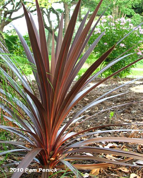 Deer resistant Bloom Day & Foliage Follow Up - Digging