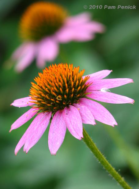 Melinis nerviglumis: Raise a Glass to Pink Crystals® Ruby Grass