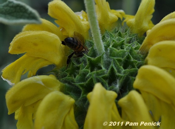 More spring beauty from Lucinda's garden